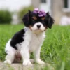 Tri-colored cavalier puppy with purple ribbon.
