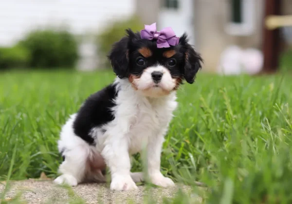 Tri-colored cavalier puppy with purple ribbon.