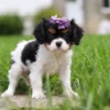 Tri-colored cavalier puppy with purple ribbon, standing on the lawn.