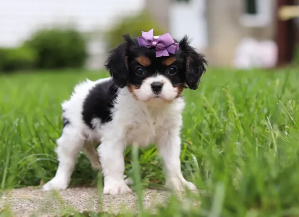 Tri-colored cavalier puppy with purple ribbon, standing on the lawn.