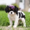 Tri-colored cavalier puppy standing on the lawn.