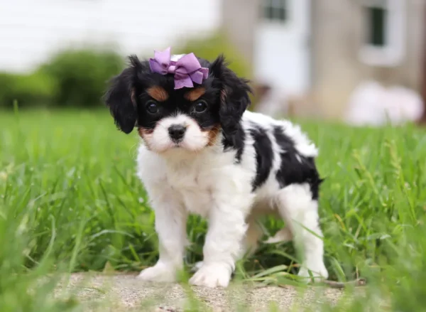 Tri-colored cavalier puppy standing on the lawn.