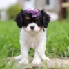 Tri-colored cavalier puppy with purple ribbon, standing on the lawn.