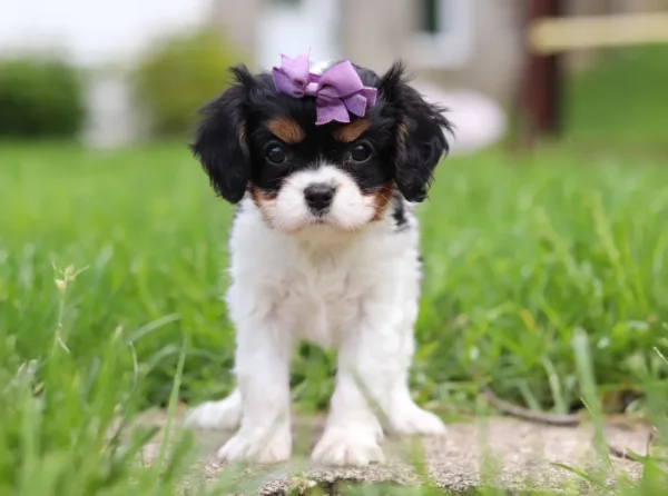 Tri-colored cavalier puppy with purple ribbon, standing on the lawn.