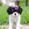 Tri-colored cavalier puppy posing for a picture.