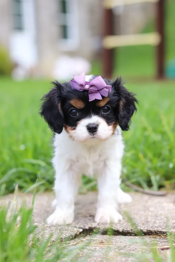 Tri-colored cavalier puppy posing for a picture.