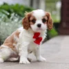 Cavalier puppy sitting on the sidewalk.