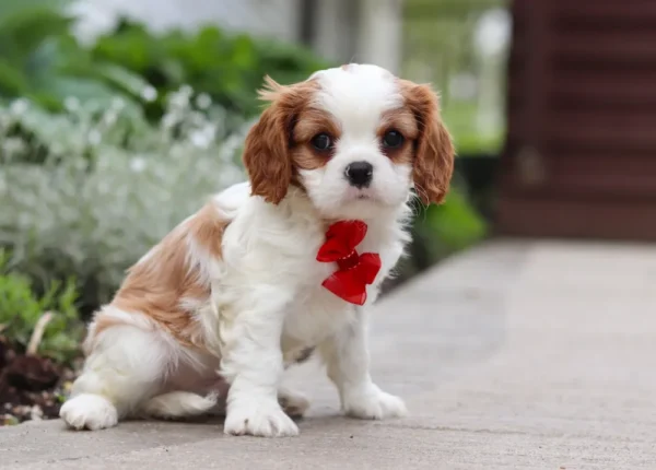 Cavalier puppy sitting on the sidewalk.