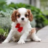 Cavalier puppy with red ribbon, sitting on the sidewalk.