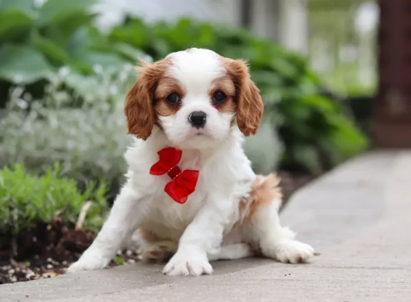 Cavalier puppy with red ribbon, sitting on the sidewalk.