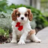 Cavalier puppy posing on the sidewalk.