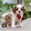 Cavalier puppy posing on the sidewalk with a red ribbon.