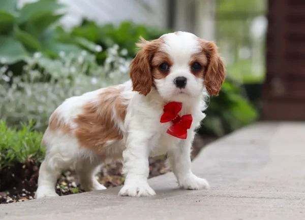 Cavalier puppy posing on the sidewalk with a red ribbon.