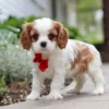 Cavalier puppy standing on the sidewalk.