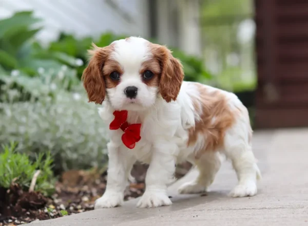 Cavalier puppy standing on the sidewalk.