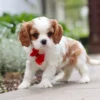 Cavalier puppy standing on the sidewalk, wearing a red ribbon.
