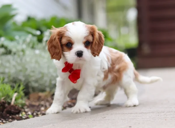 Cavalier puppy standing on the sidewalk, wearing a red ribbon.