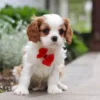 Cute cavalier puppy sitting on the sidewalk.