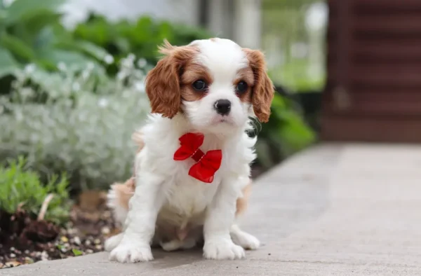 Cute cavalier puppy sitting on the sidewalk.