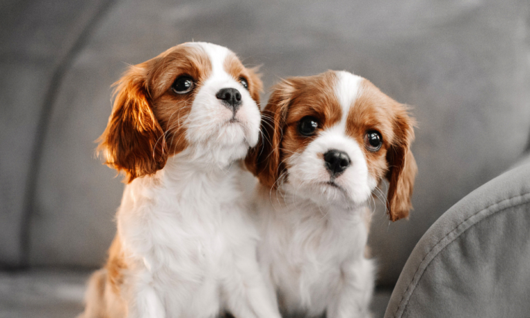 Two cavalier puppies sitting next to each other.