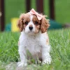 Cavalier puppy sitting in grass.