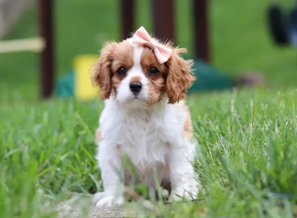 Cavalier puppy sitting in grass.
