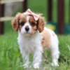 Cute cavalier puppy standing in grass.