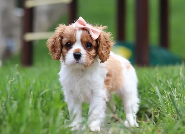 Cute cavalier puppy standing in grass.