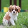 Cavalier puppy sitting in grass with a cute ribbon.