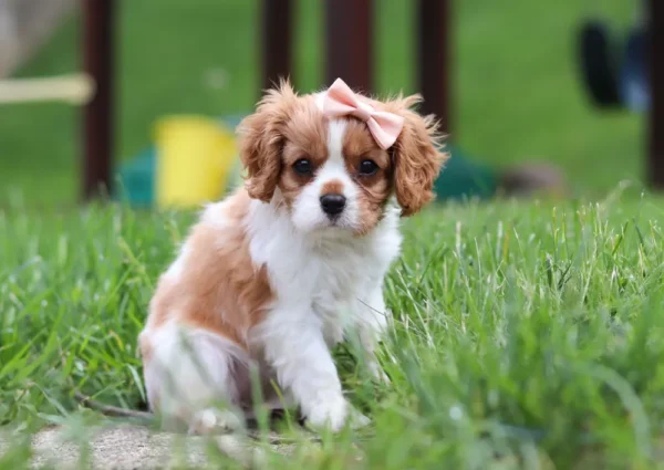 Cavalier puppy sitting in grass with a cute ribbon.