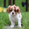 Adorable cavalier puppy standing in grass.