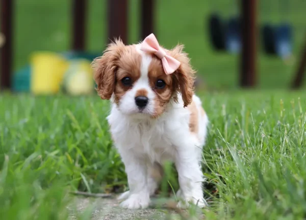 Adorable cavalier puppy standing in grass.