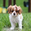Cavalier puppy posing in grass.