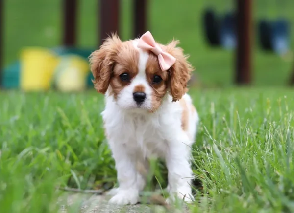 Cavalier puppy posing in grass.