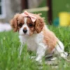 Little cavalier puppy sitting in grass.