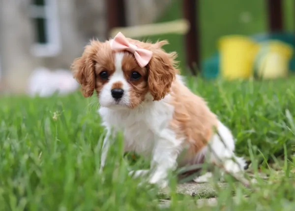 Little cavalier puppy sitting in grass.