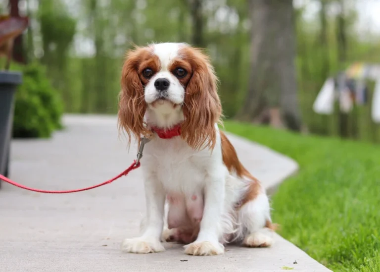 Cavalier dog sitting on the sidewalk