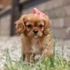 Cavalier puppy with pink ribbon