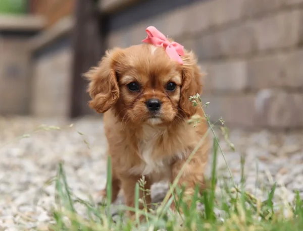Cavalier puppy with pink ribbon