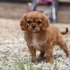 Cute Cavalier puppy on the gravel