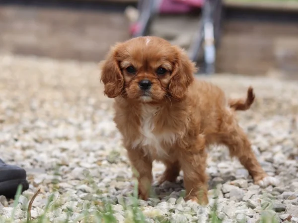 Cute Cavalier puppy on the gravel