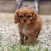 Cavalier puppy posing for a picture