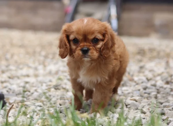 Cavalier puppy posing for a picture