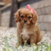 King Charles Cavalier puppy with pink ribbon