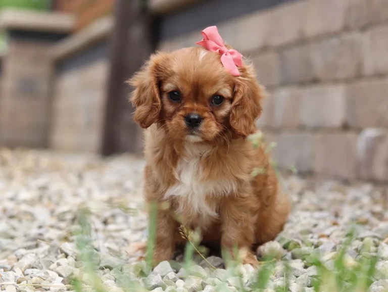 King Charles Cavalier puppy with pink ribbon