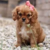 King Charles Cavalier puppy with pink ribbon sitting on the gravel