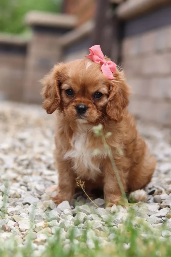 King Charles Cavalier puppy with pink ribbon sitting on the gravel