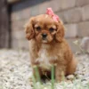 King Charles Cavalier puppy sitting for a picture