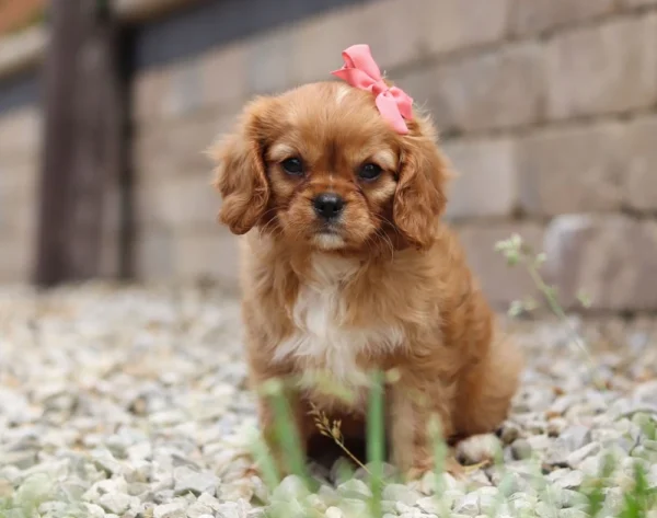 King Charles Cavalier puppy sitting for a picture