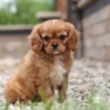 Side view of a King Charles Cavalier puppy with pink ribbon
